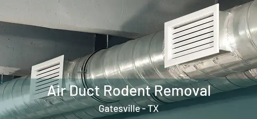Air Duct Rodent Removal Gatesville - TX